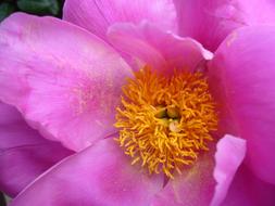 extraordinarily beautiful Peony Flower Bloom