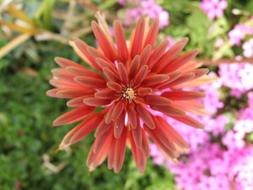 Flower Pink Red incredibly beautiful