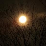 Beautiful, bright Moon, behind the silhouettes of the branches, in the night sky