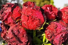 absolutely beautiful Rose water drops