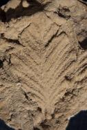 Leaf print on Brown sandstone, sediments