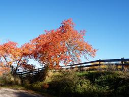 autumn trees near the fence on a sunny day