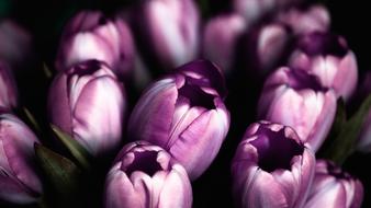 magnificent violet Tulips Flower