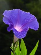 macro photo of blue bindweed