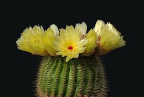 unusually beautiful Cactus Blossom