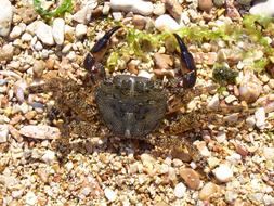 Crab Cancer Stones
