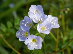 incredibly beautiful Ladder Flower Greek