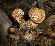 Mushroom Reishi Scaly