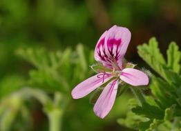 absolutely beautiful Geranium Pelargonium