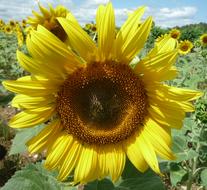 magnificent big Sunflower
