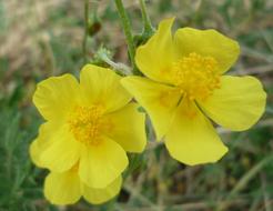 ravishing Flower Yellow