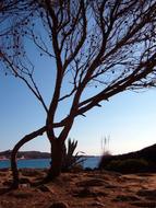 Tree near Water and Sky