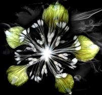 Colorful artwork with the dry flowers and lights, at black background, clipart