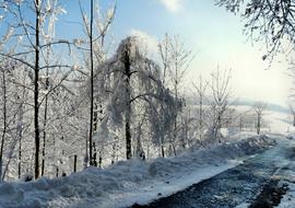 Winter Snow Magic forest