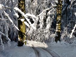 trail beneath Snowy Trees in forest