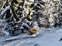 Holzstabel under the trees in the snow