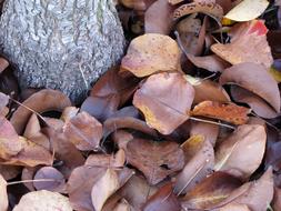 Leaves of Fall Tree