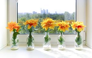 Flowers Summer orange window