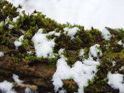 Snow Moss green