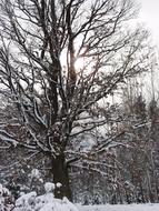 Winter Tree Snow