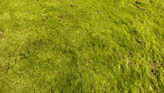 Lawn Grass green