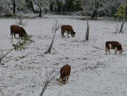 Cows on Pasture at Winter