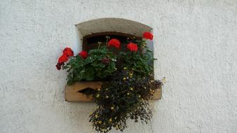 green red Flowers Window