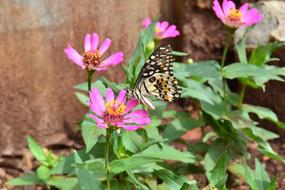 Butterfly Peacock on flowers in garden