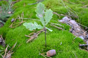 Oak and green Moss