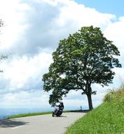 Motorcycle and Summer Tree