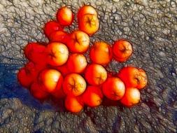 rowan berries, digital art