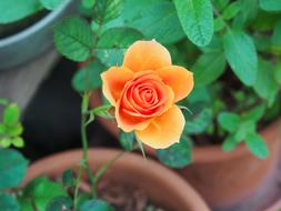 Rose orange garden