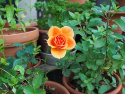 orange color Rose flowering in pot