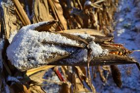 Corn Cob covered with Snow