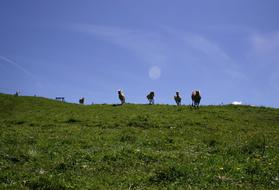 wild horses on a green meadow in Tyrol