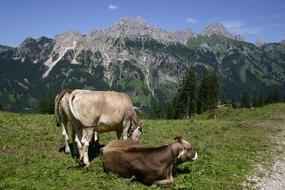 Beautiful, cute and colorful cows on the green grass in Tyrol , Austria