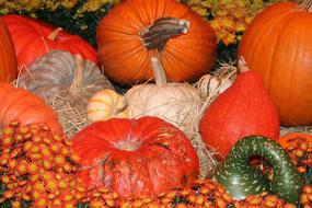 Orange and green Fall Pumpkins