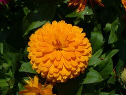 incredibly beautiful Calendula Marigold