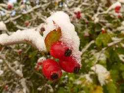 Rose Hip Snow