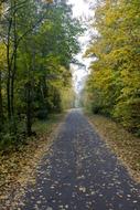 Autumn Leaves on the path in the park