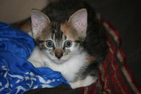 Portrait of the cute, colorful and beautiful kitten, with the big ears