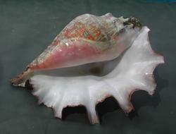 seaShell Lambi