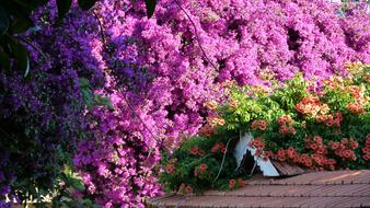 Beautiful and colorful, blooming flowers in sunlight, in summer