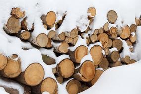 Brown tree logs, in the beautiful, shiny, white snow