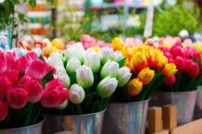 Flower Group tulips