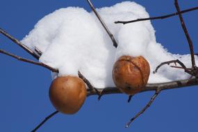 two rotten apples on a branch under the sno