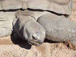 Cute and beautiful Aldabra tortoise on the soil