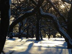 shadows from trees in the snow on a sunny day