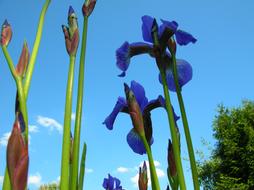 goodly Iris Flower