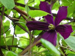 Garden Flower Purple green